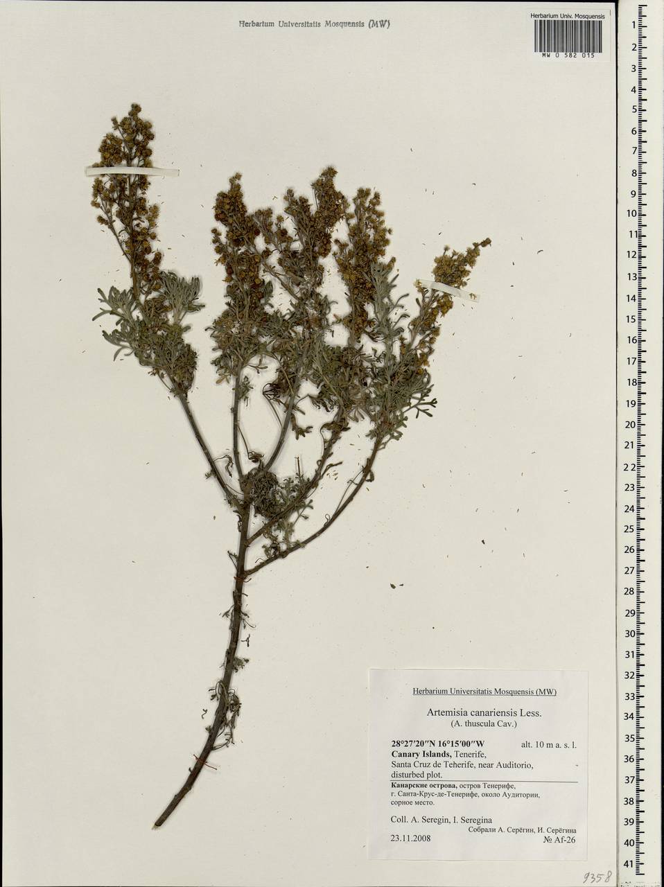 Artemisia thuscula Cav., Africa (AFR) (Spain)