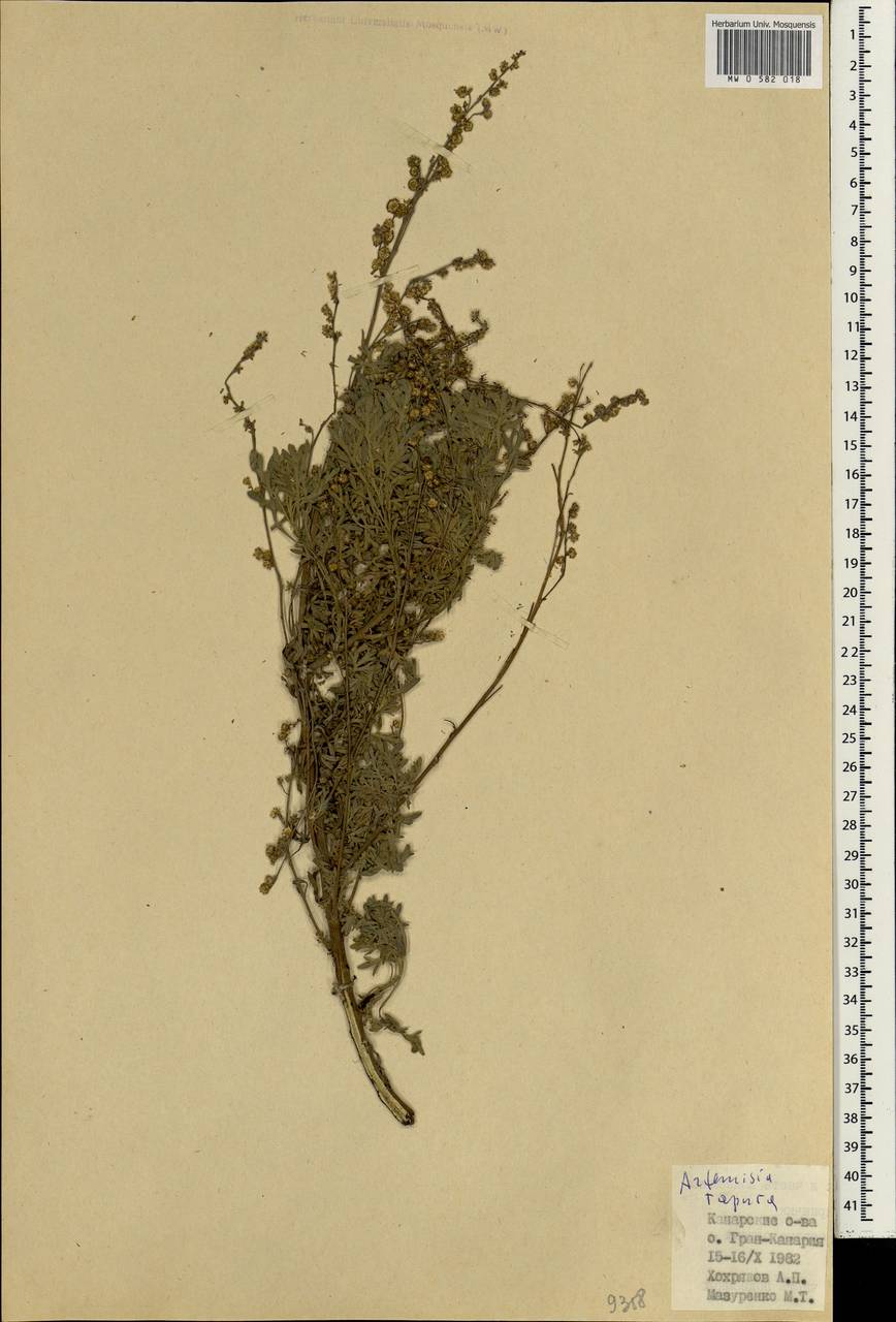 Artemisia thuscula Cav., Africa (AFR) (Spain)
