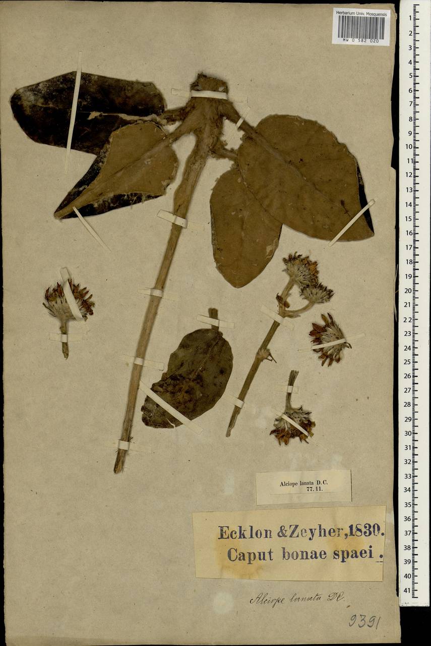 Capelio tomentosa (Burm.f.) B.Nord., Africa (AFR) (South Africa)