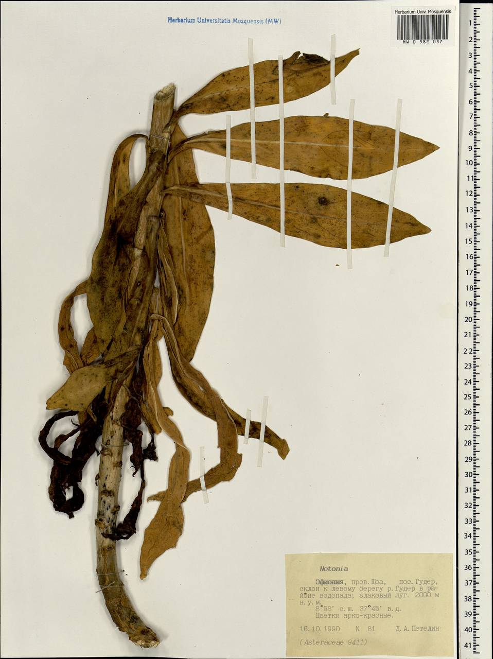 Notonia, Africa (AFR) (Ethiopia)