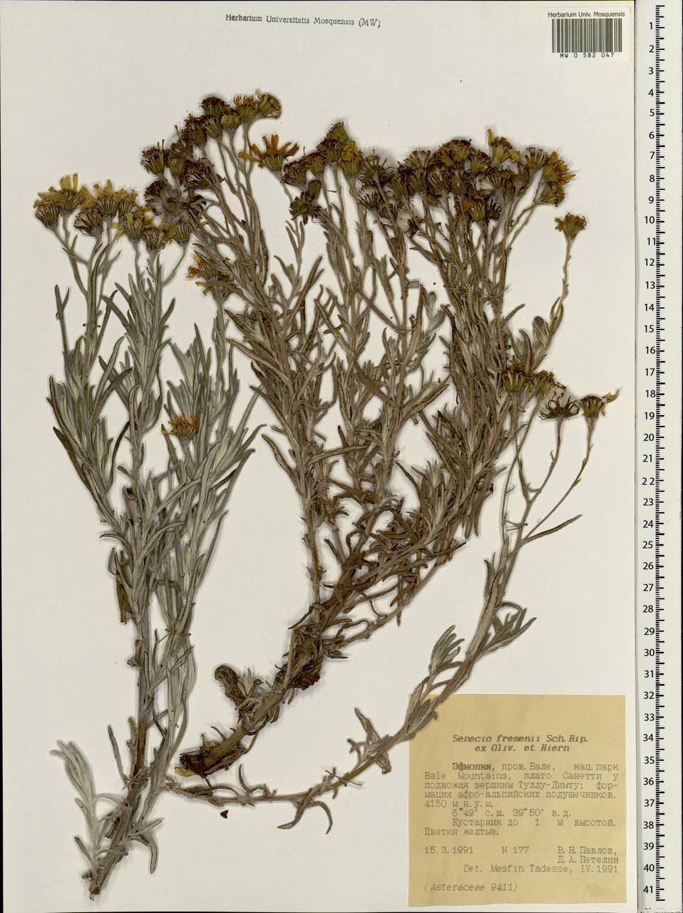 Senecio fresenii Sch. Bip. ex Oliv. & Hiern, Africa (AFR) (Ethiopia)