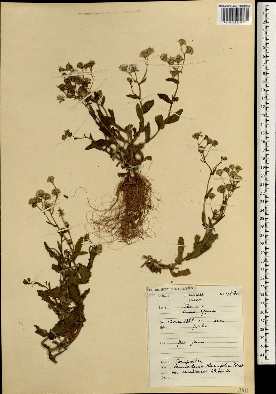 Senecio leucanthemifolius, Africa (AFR) (Morocco)