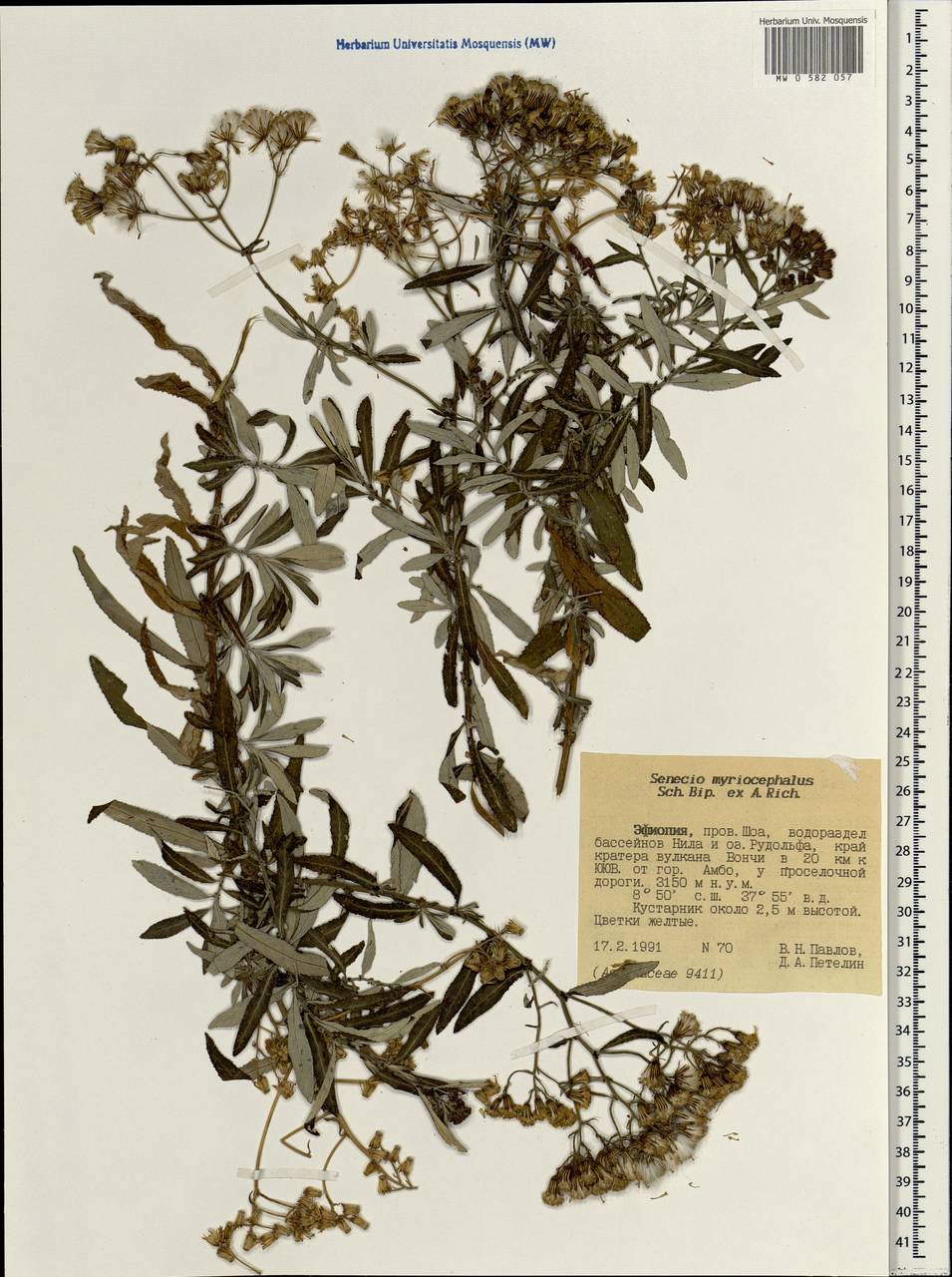 Senecio myriocephalus Sch. Bip., Africa (AFR) (Ethiopia)