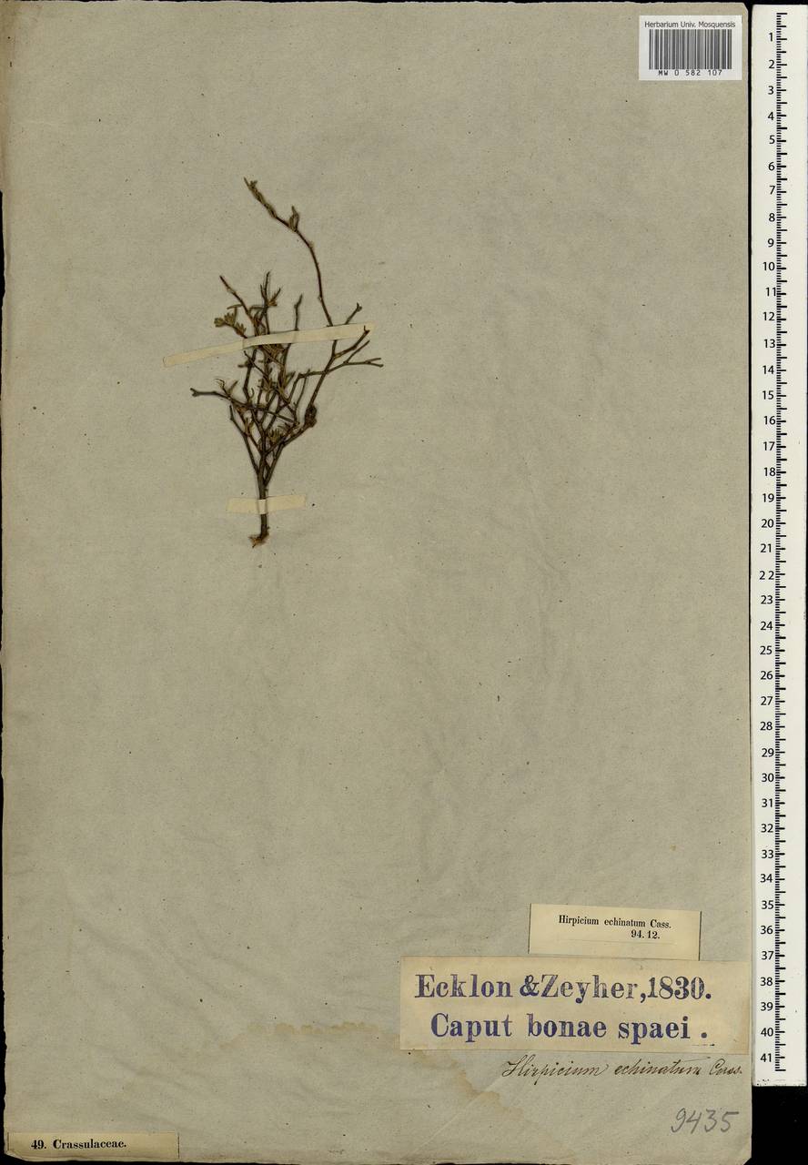 Hirpicium alienatum (Thunb.) Druce, Africa (AFR) (South Africa)