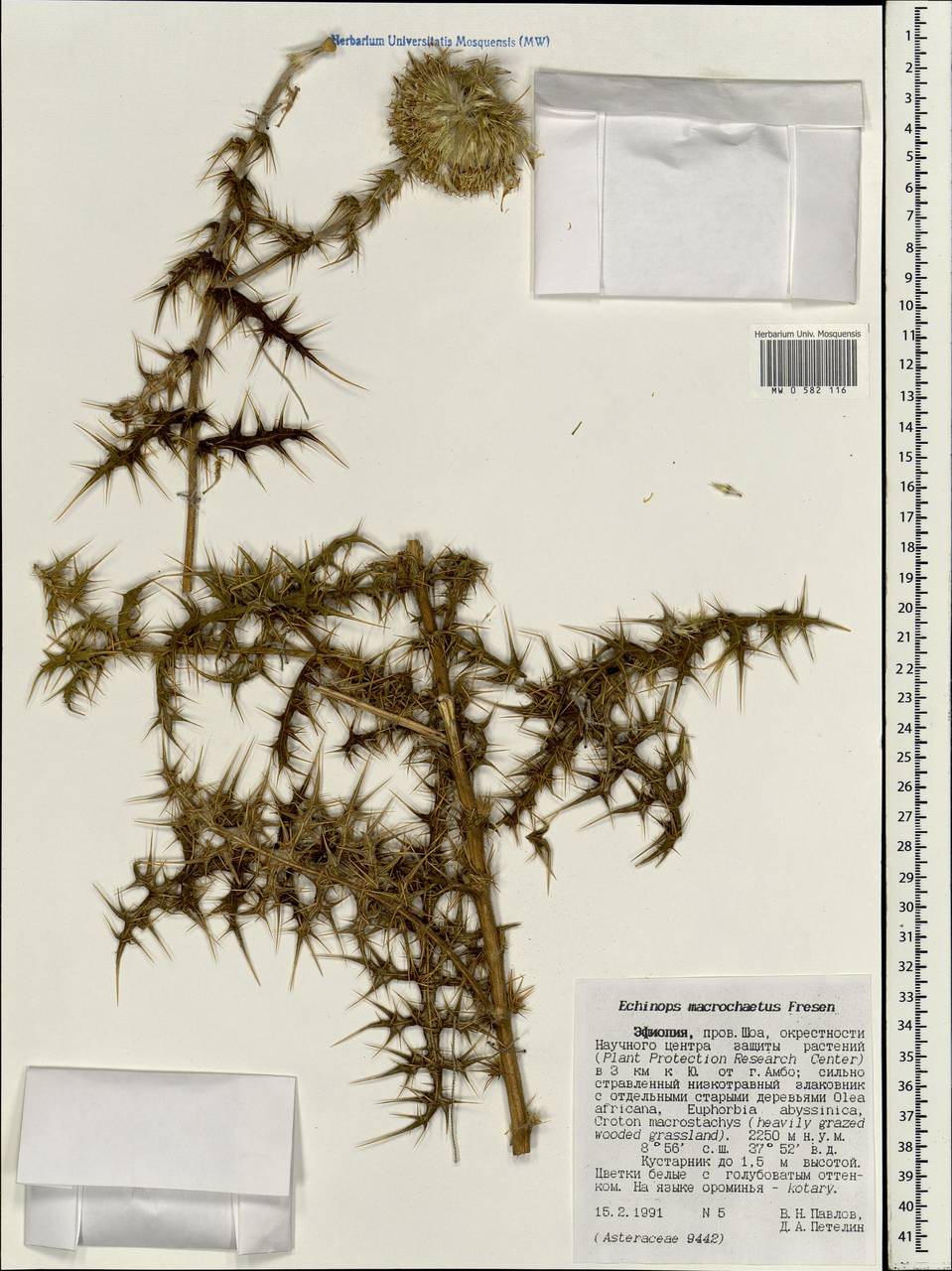Echinops macrochaetus Fresen., Africa (AFR) (Ethiopia)