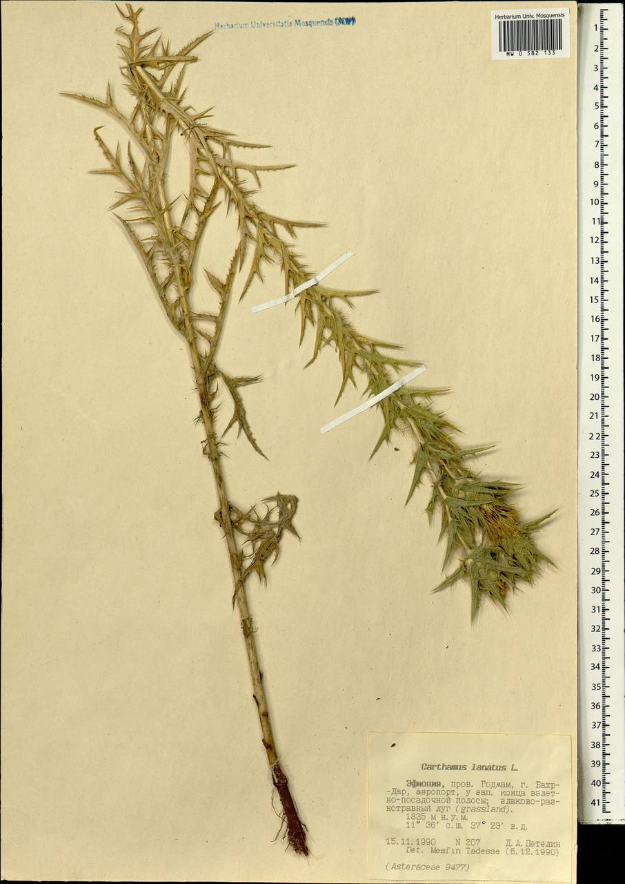Carthamus lanatus L., Africa (AFR) (Ethiopia)
