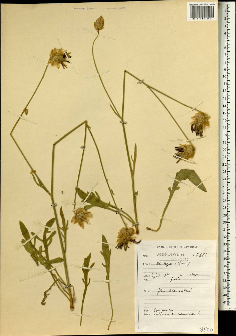 Catananche caerulea L., Africa (AFR) (Morocco)