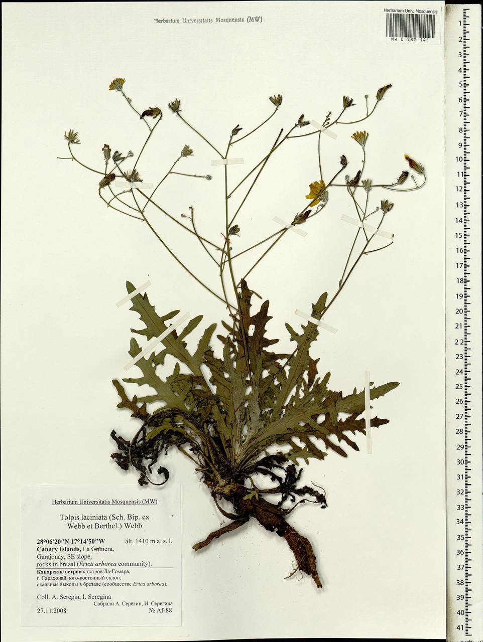 Tolpis laciniata (Sch.Bip.), Africa (AFR) (Spain)