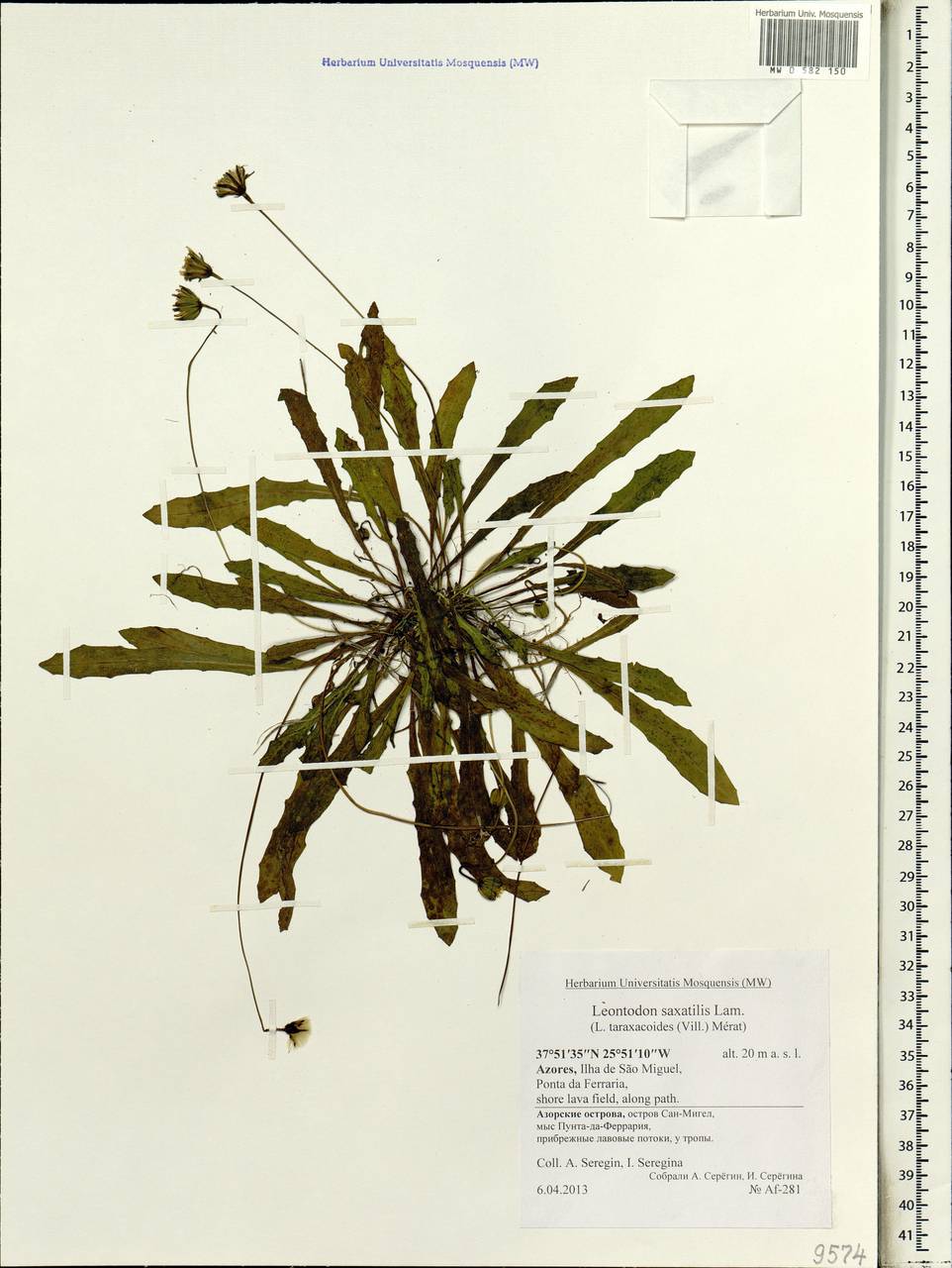 Leontodon saxatilis Lam., Africa (AFR) (Portugal)