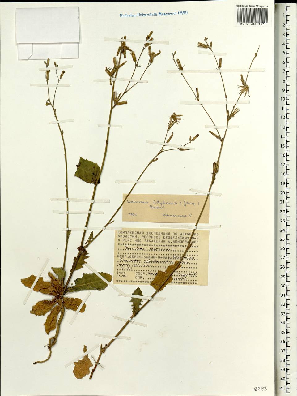 Launaea intybacea (Jacq.) Beauverd, Africa (AFR) (Seychelles)
