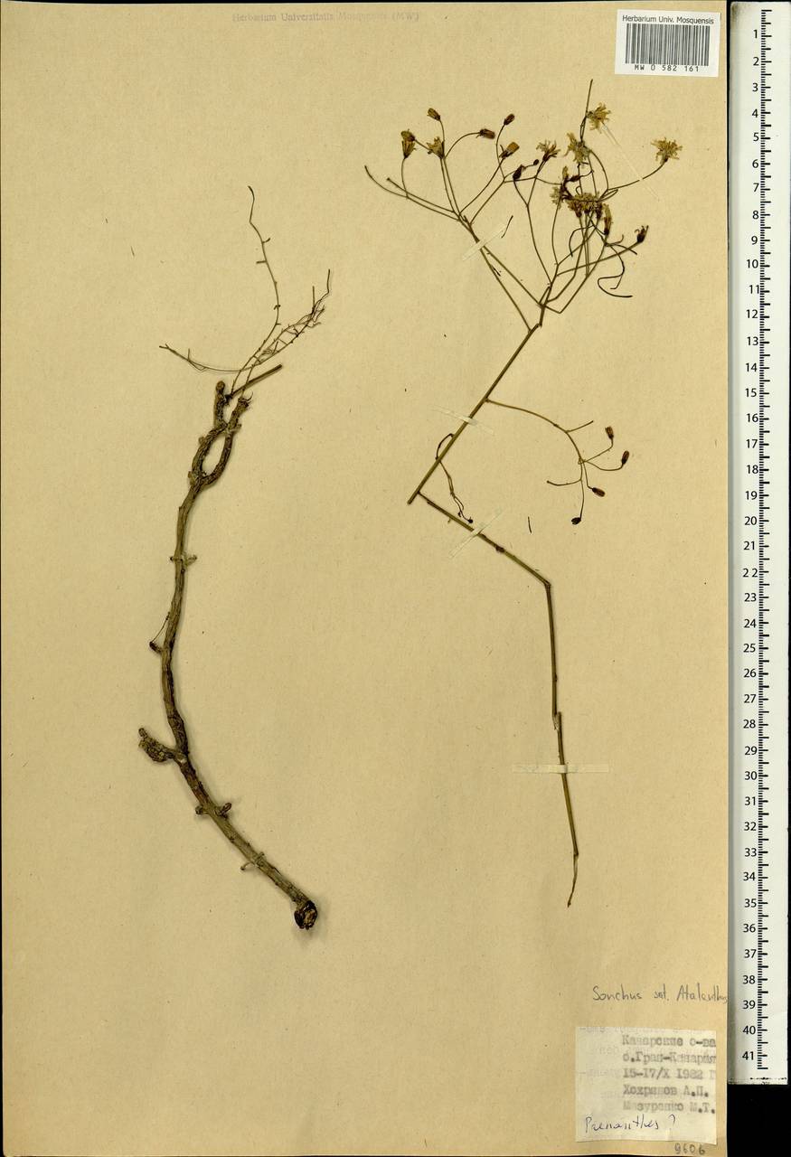 Sonchus, Africa (AFR) (Spain)