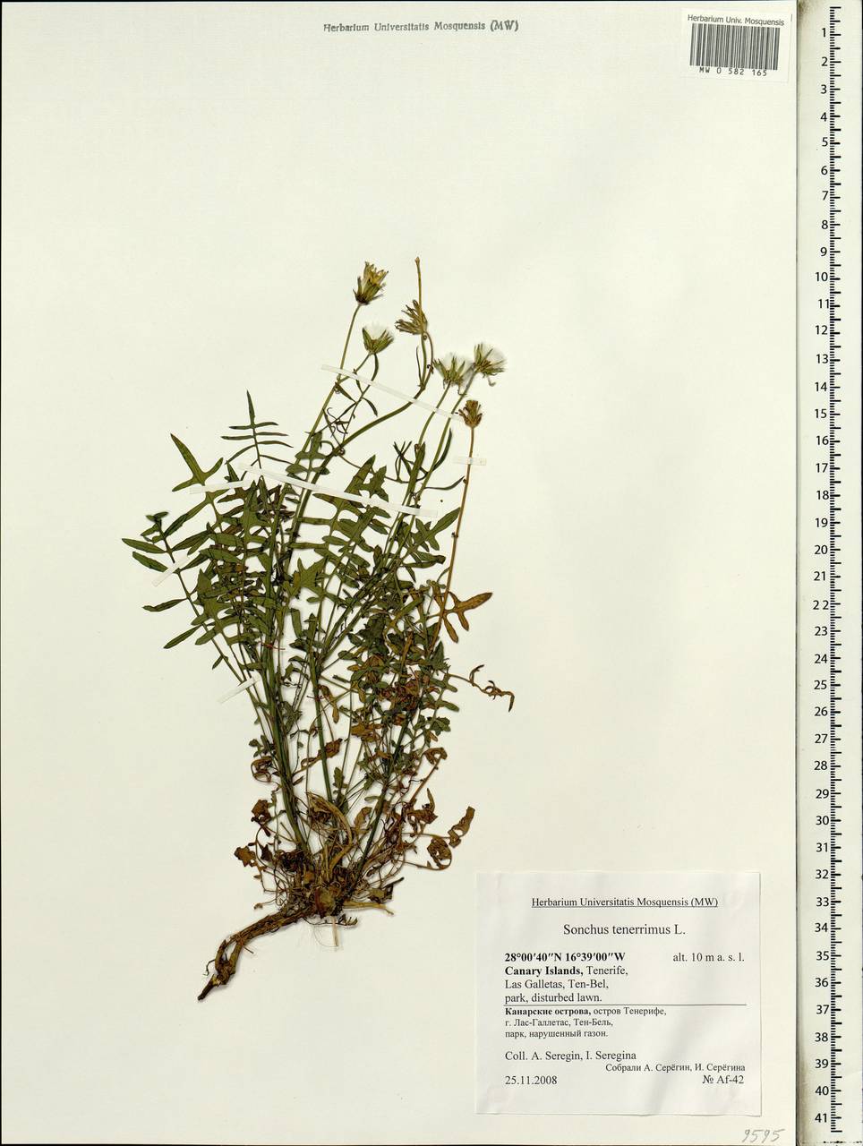 Sonchus tenerrimus L., Africa (AFR) (Spain)