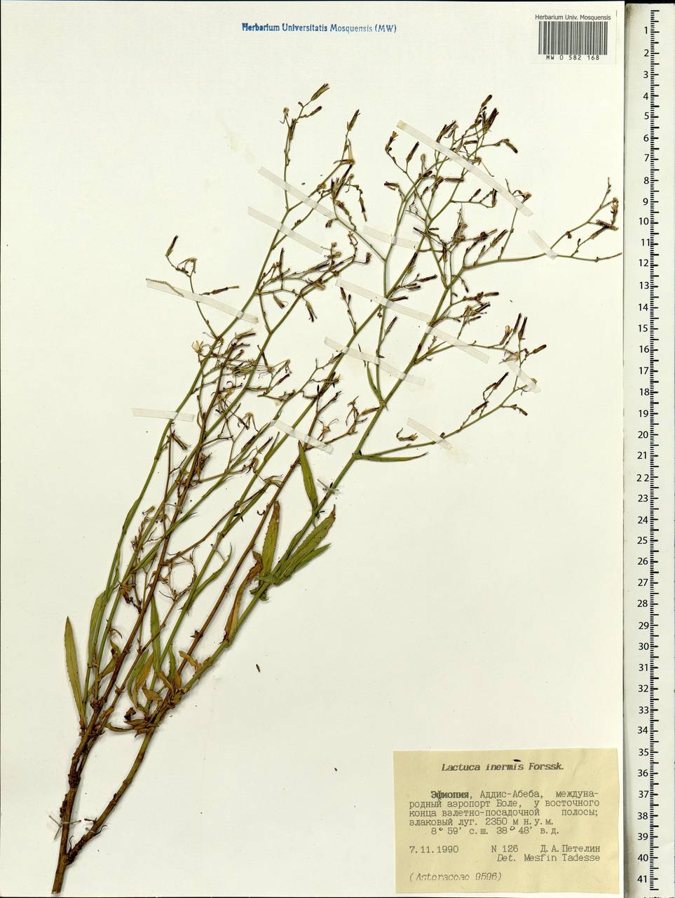 Lactuca inermis Forssk., Africa (AFR) (Ethiopia)