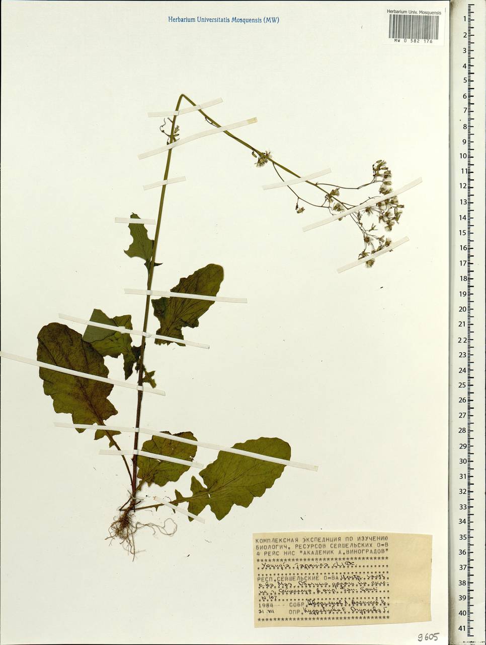 Youngia japonica (L.) DC., Africa (AFR) (Seychelles)