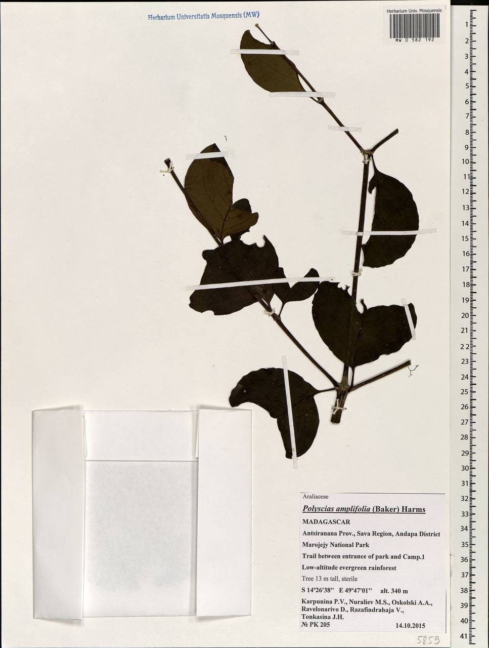 Polyscias amplifolia (Baker) Harms, Africa (AFR) (Madagascar)