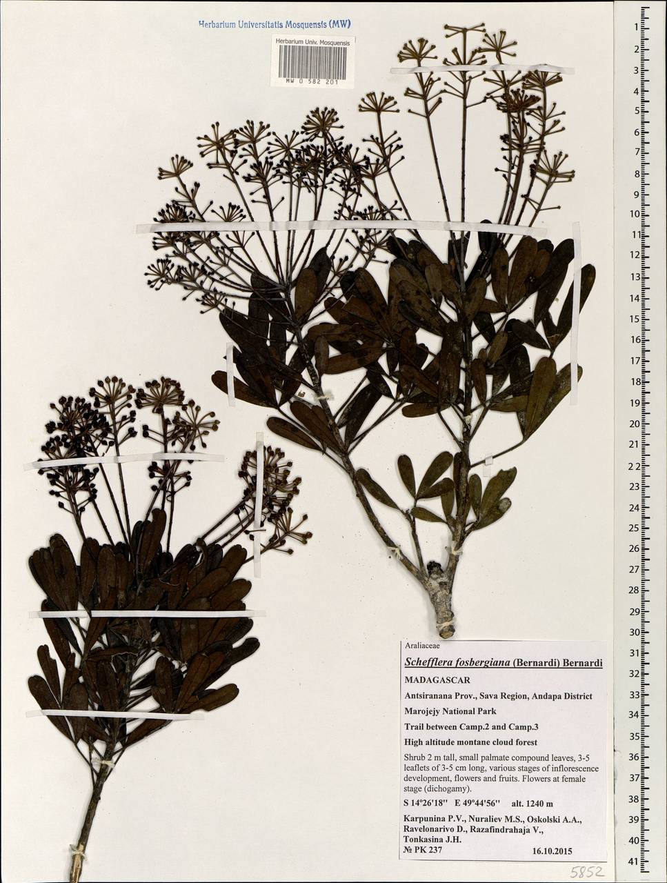 Neocussonia fosbergiana (Bernardi) Lowry, G. M. Plunkett, Gostel & Frodin, Africa (AFR) (Madagascar)