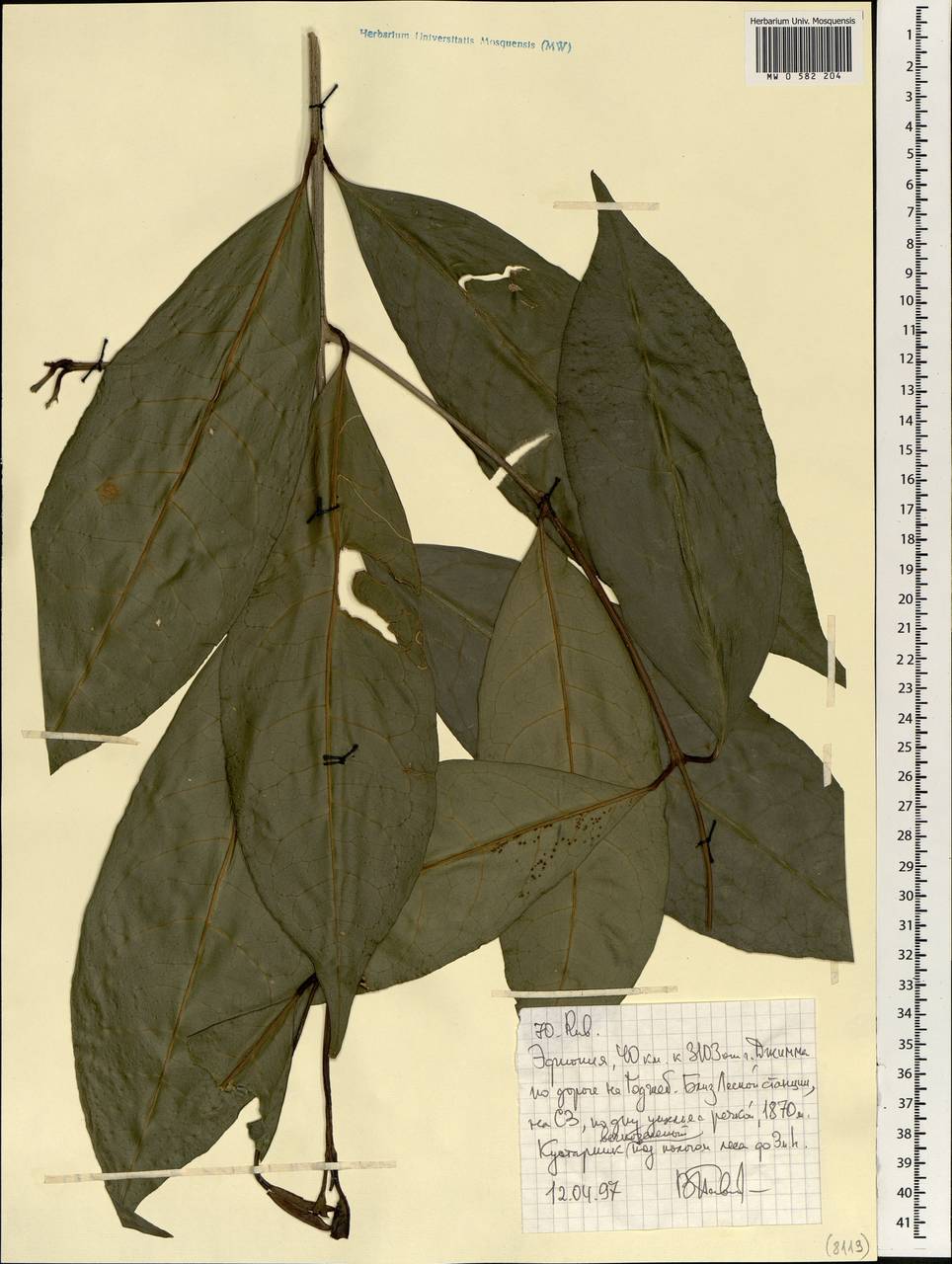 Rubiaceae, Africa (AFR) (Ethiopia)