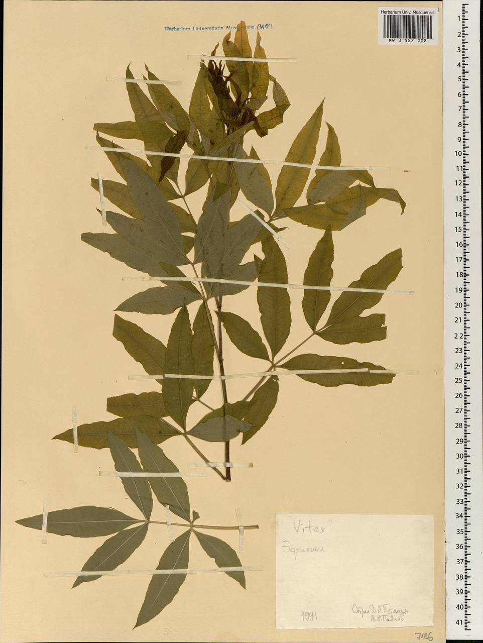 Vitex, Africa (AFR) (Ethiopia)