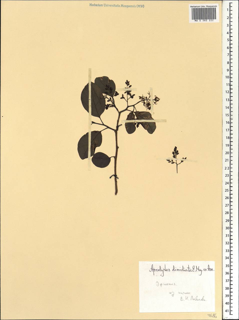 Apodytes dimidiata E. Mey. ex Arn., Africa (AFR) (Ethiopia)