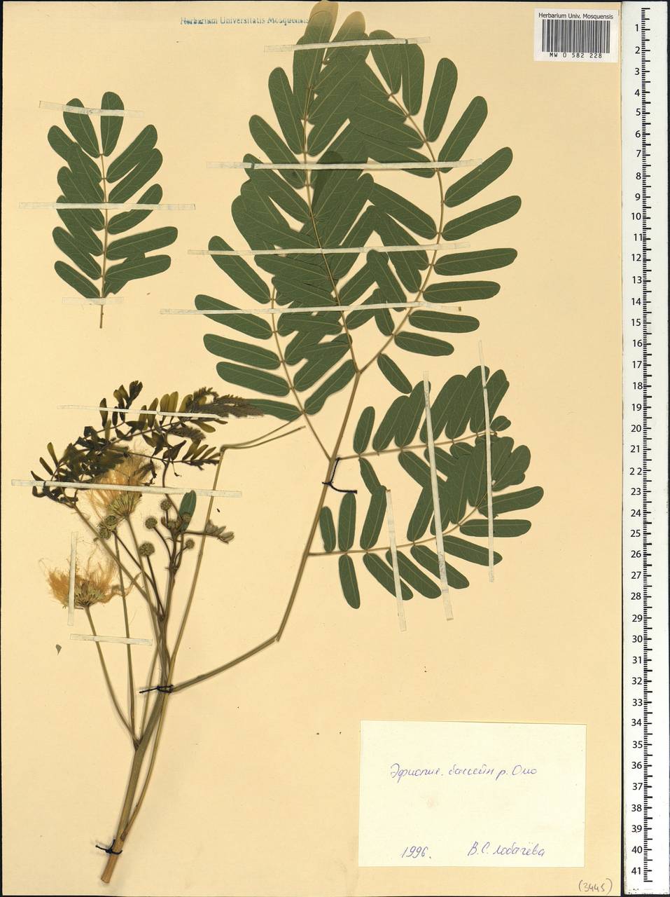 Fabaceae, Africa (AFR) (Ethiopia)