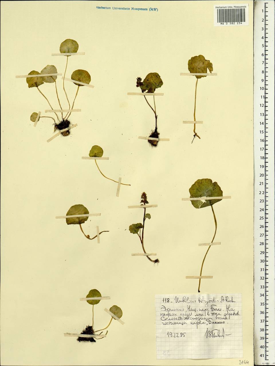 Umbilicus botryoides Hochst. ex A. Rich., Africa (AFR) (Ethiopia)