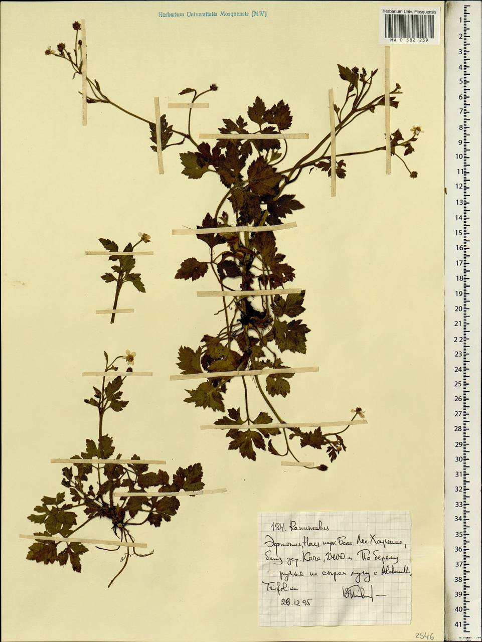Ranunculus, Africa (AFR) (Ethiopia)