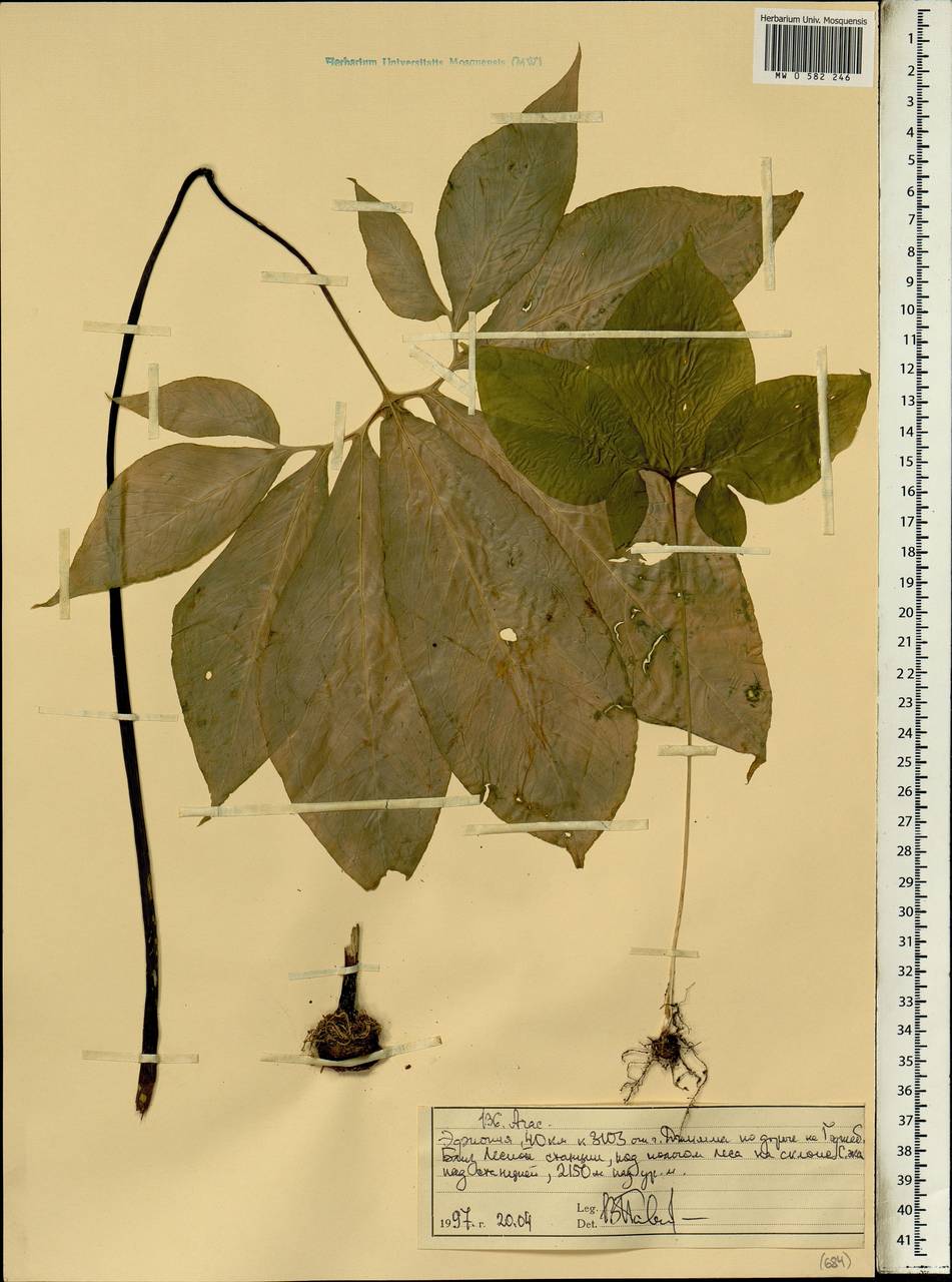 Araceae, Africa (AFR) (Ethiopia)