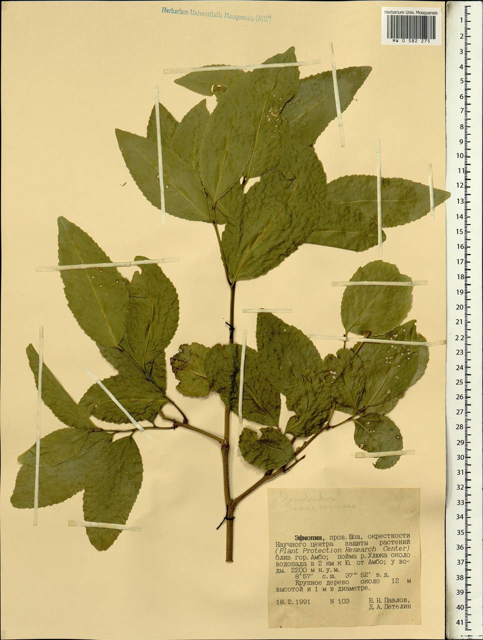 Magnoliopsida, Africa (AFR) (Ethiopia)