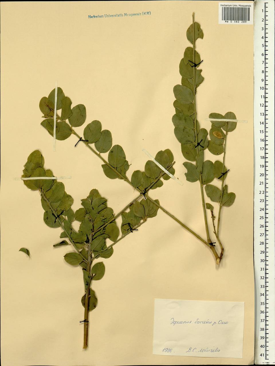 Magnoliopsida, Africa (AFR) (Ethiopia)