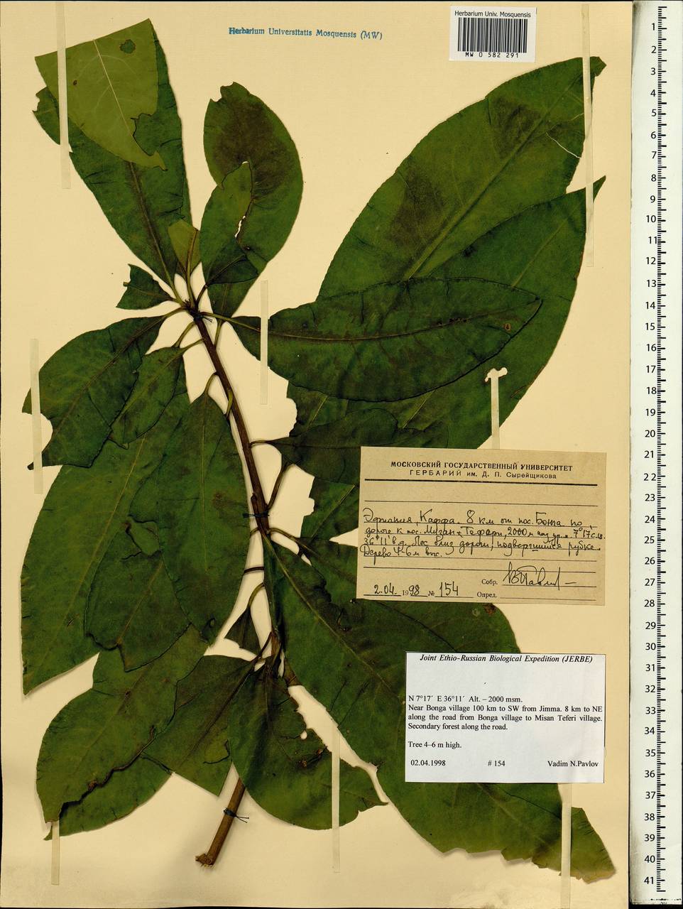 Magnoliopsida, Africa (AFR) (Ethiopia)
