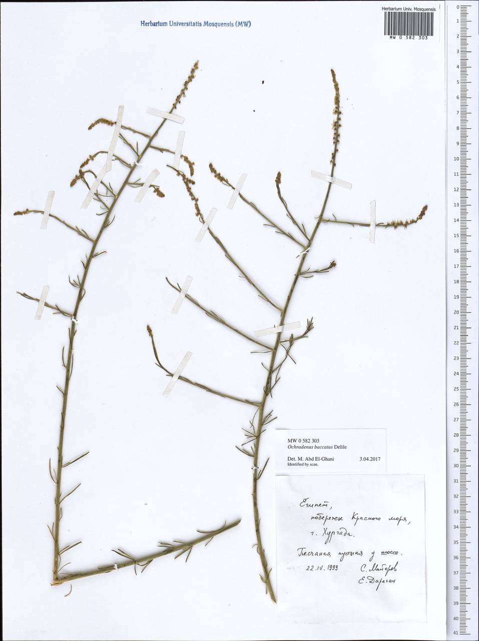 Ochradenus baccatus Del., Africa (AFR) (Egypt)