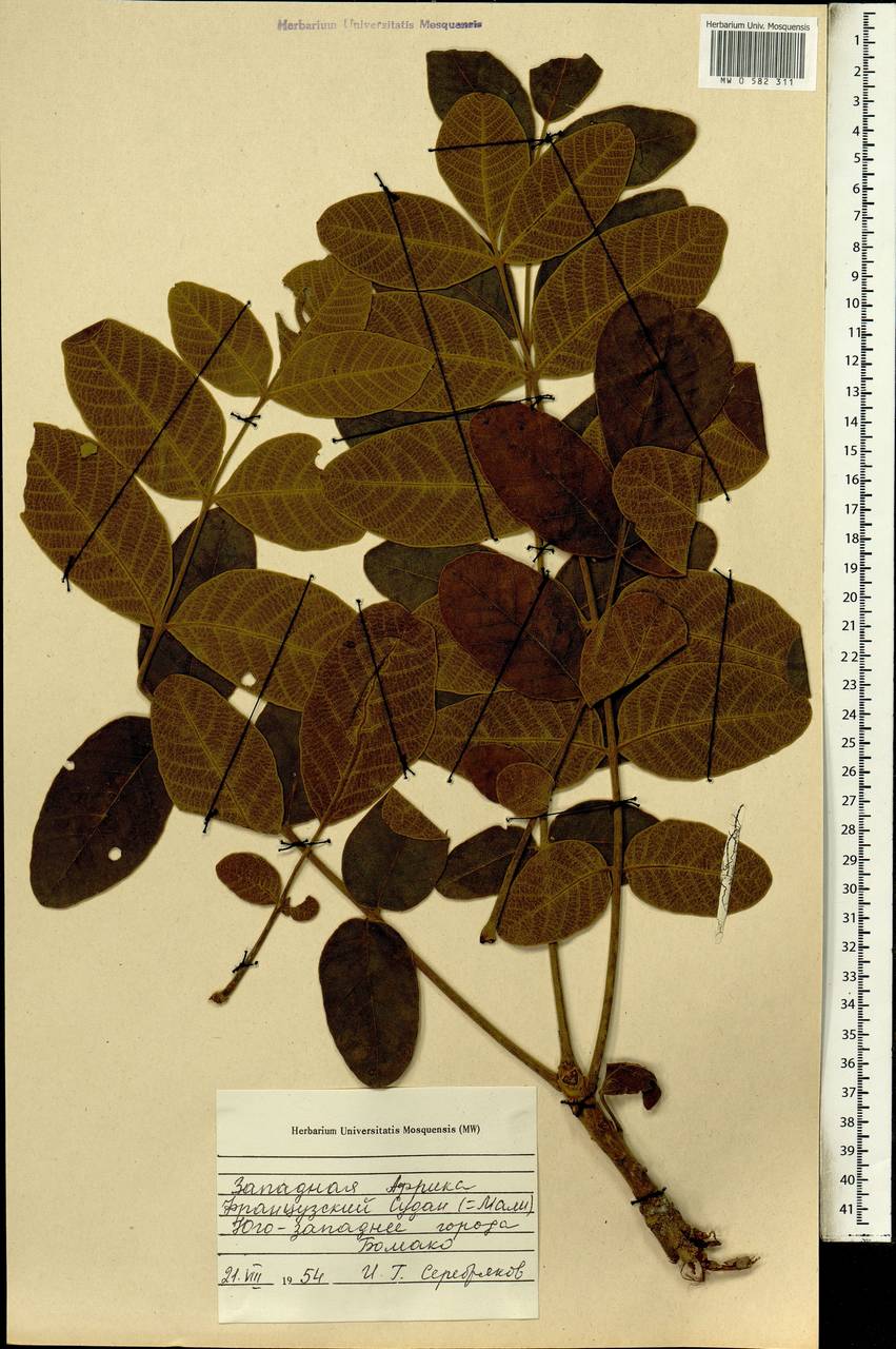 Magnoliopsida, Africa (AFR) (Mali)