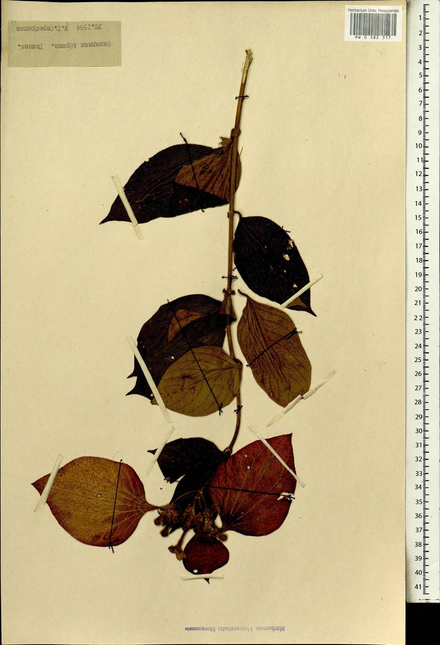 Magnoliopsida, Africa (AFR) (Guinea)