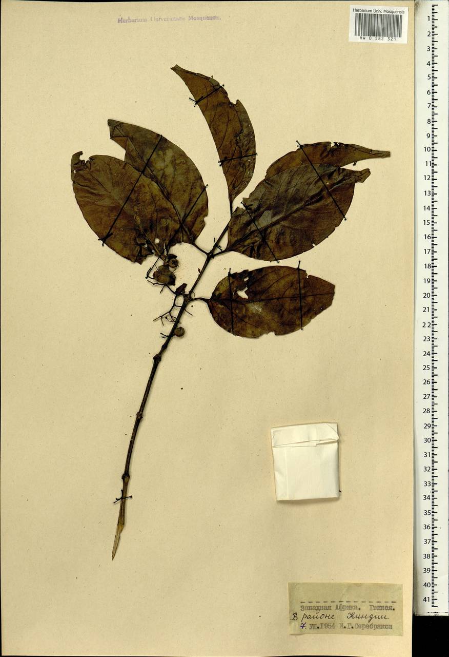Magnoliopsida, Africa (AFR) (Guinea)