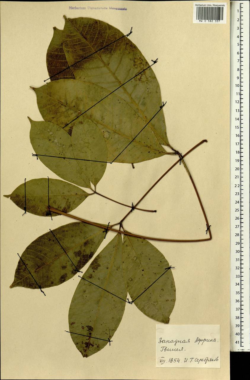 Magnoliopsida, Africa (AFR) (Guinea)