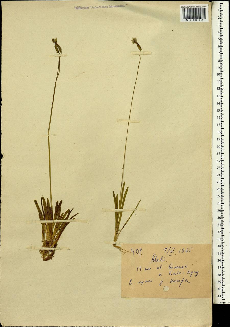 Magnoliopsida, Africa (AFR) (Mali)