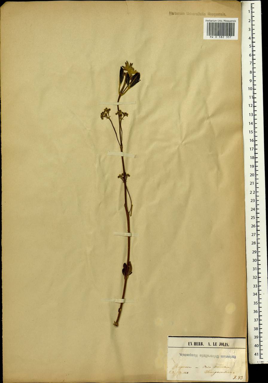 Magnoliopsida, Africa (AFR) (Guinea)