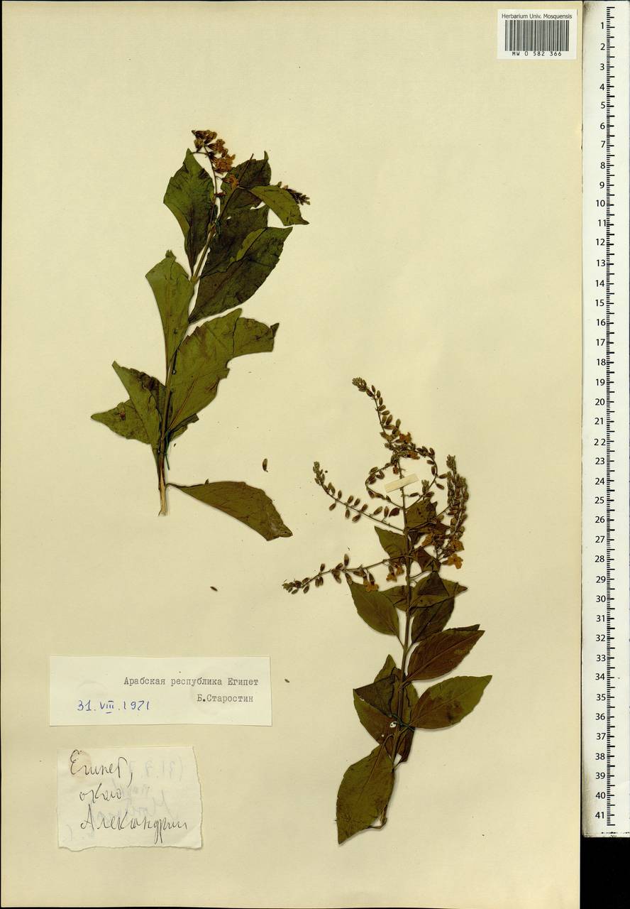 Magnoliopsida, Africa (AFR) (Egypt)