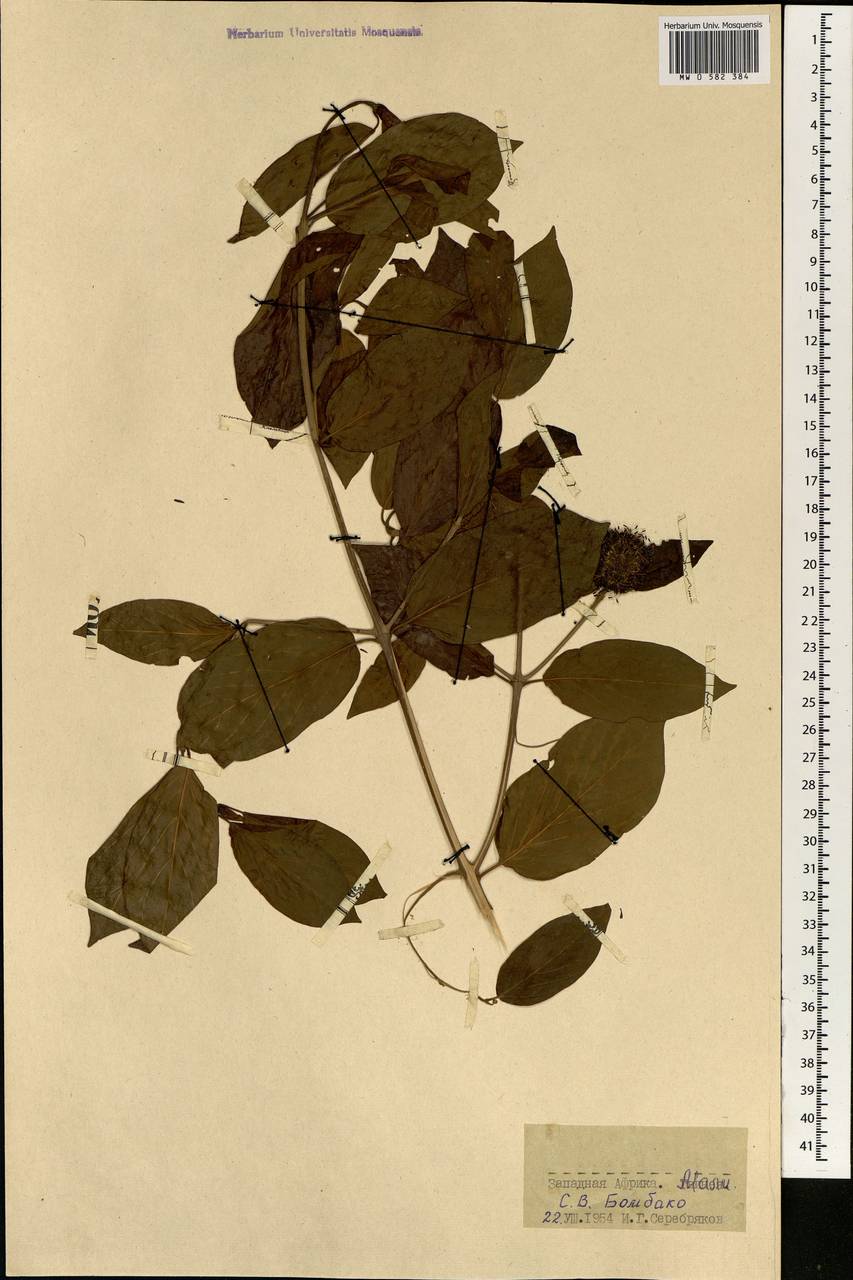 Magnoliopsida, Africa (AFR) (Mali)