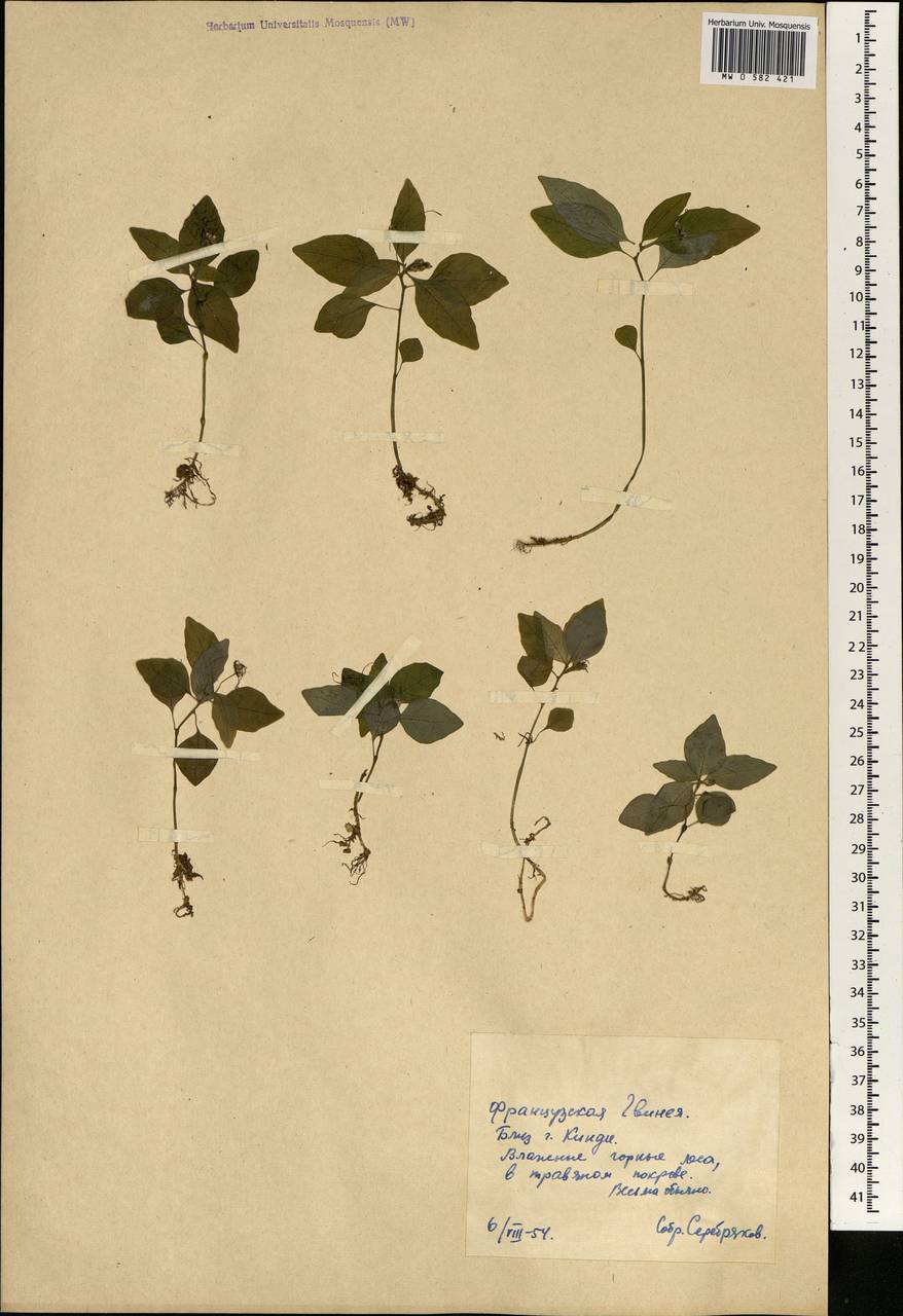 Magnoliopsida, Africa (AFR) (Guinea)