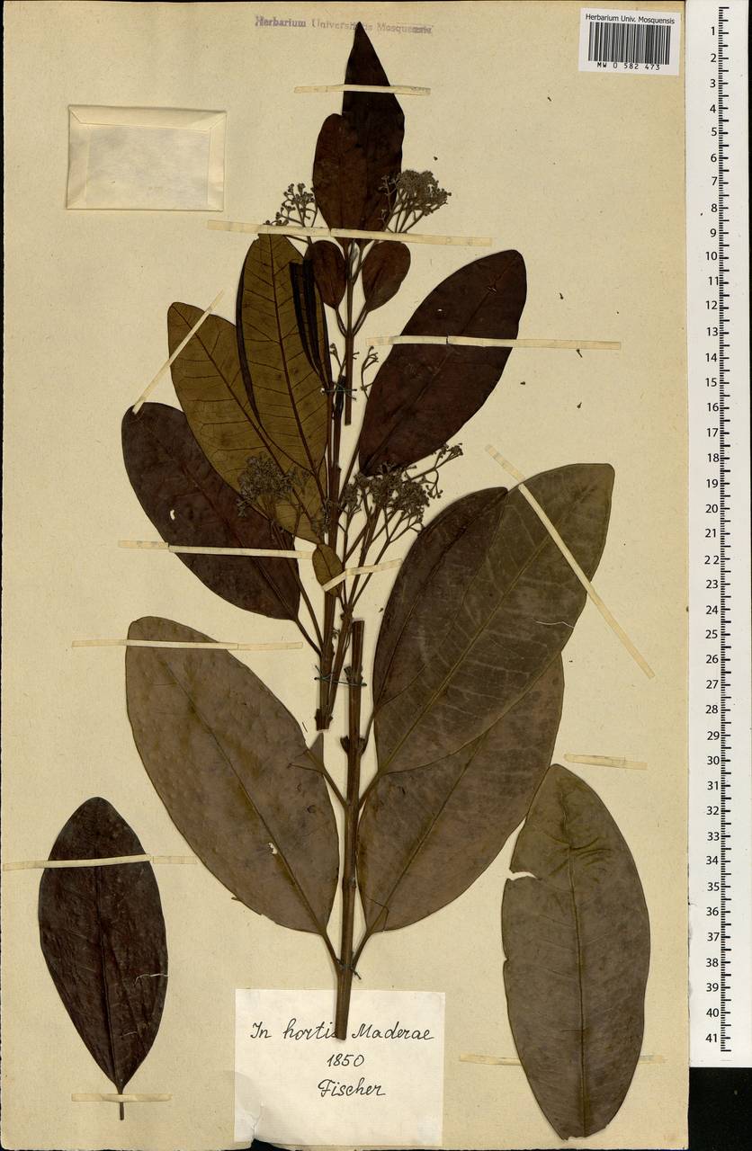Magnoliopsida, Africa (AFR) (Portugal)