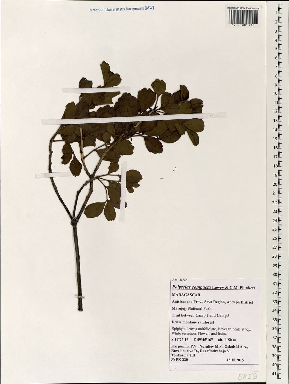 Polyscias compacta Lowry & G.M.Plunkett, Africa (AFR) (Madagascar)