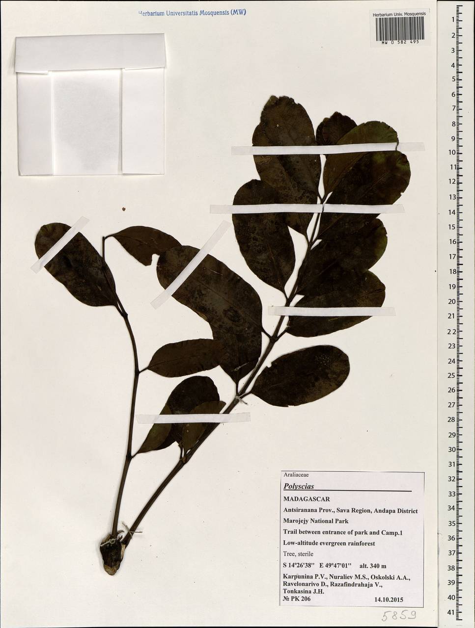 Polyscias, Africa (AFR) (Madagascar)