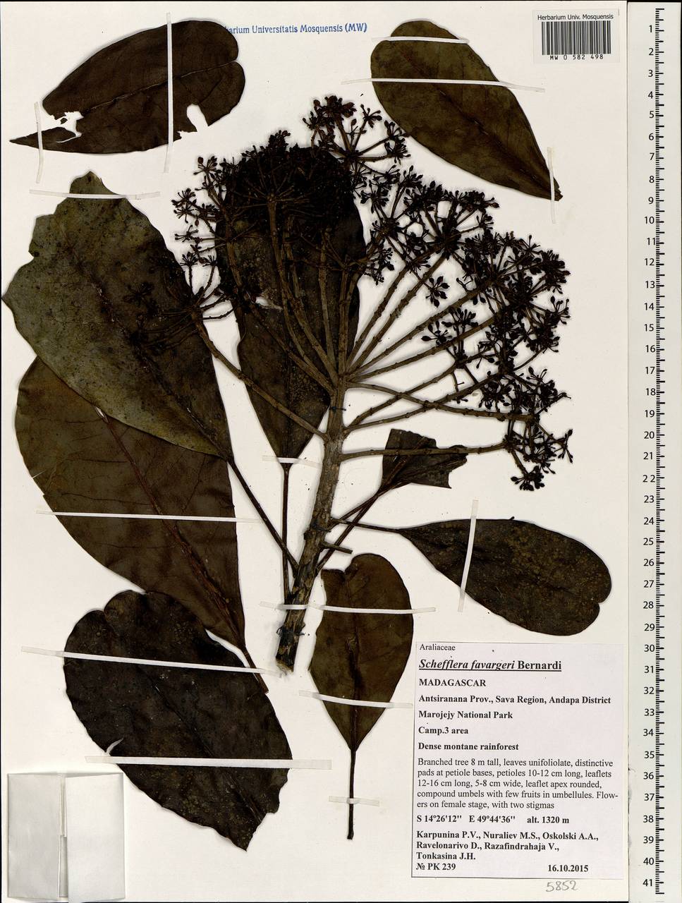 Neocussonia favargeri (Bernardi) Lowry, G. M. Plunkett, Gostel & Frodin, Africa (AFR) (Madagascar)
