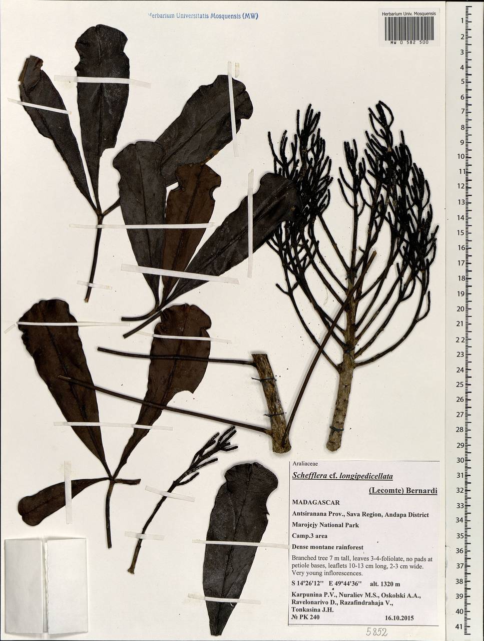 Neocussonia longipedicellata (Lecomte) Lowry, G. M. Plunkett, Gostel & Frodin, Africa (AFR) (Madagascar)