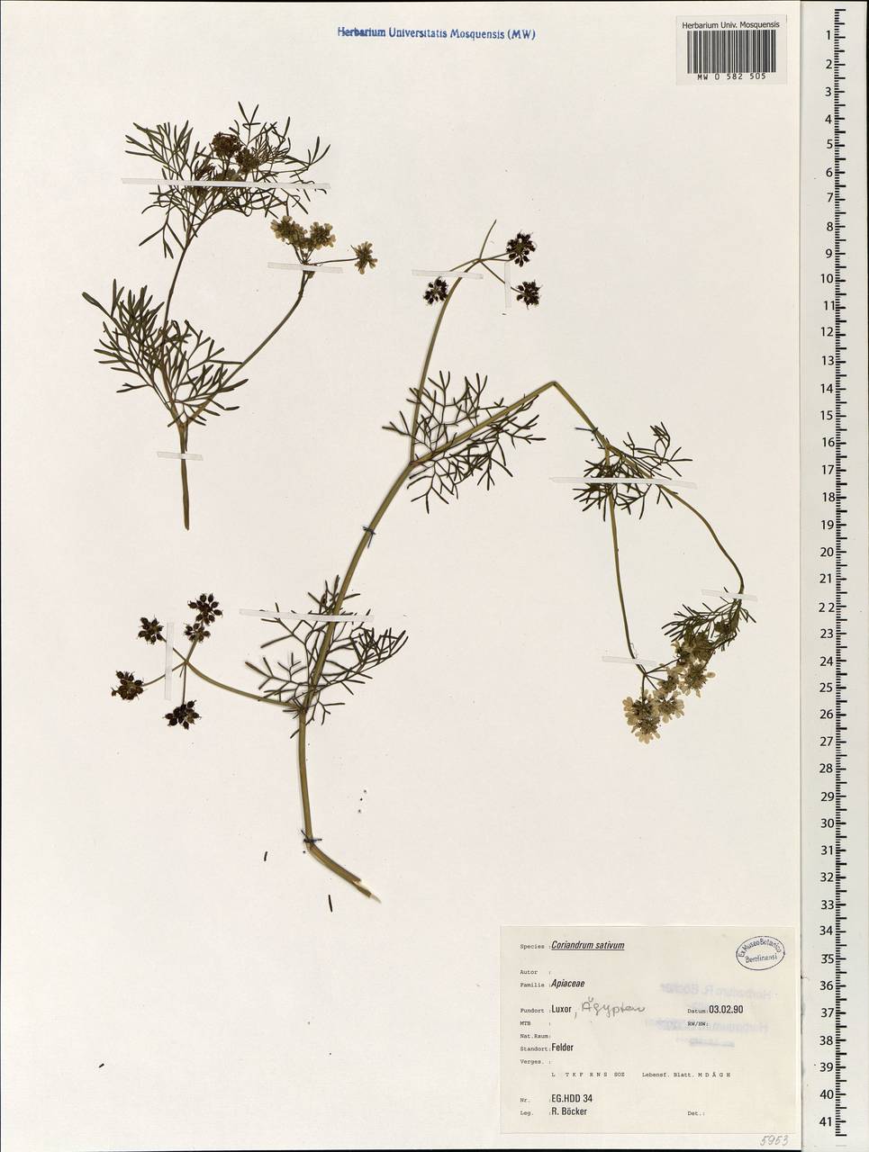 Coriandrum sativum L., Africa (AFR) (Egypt)