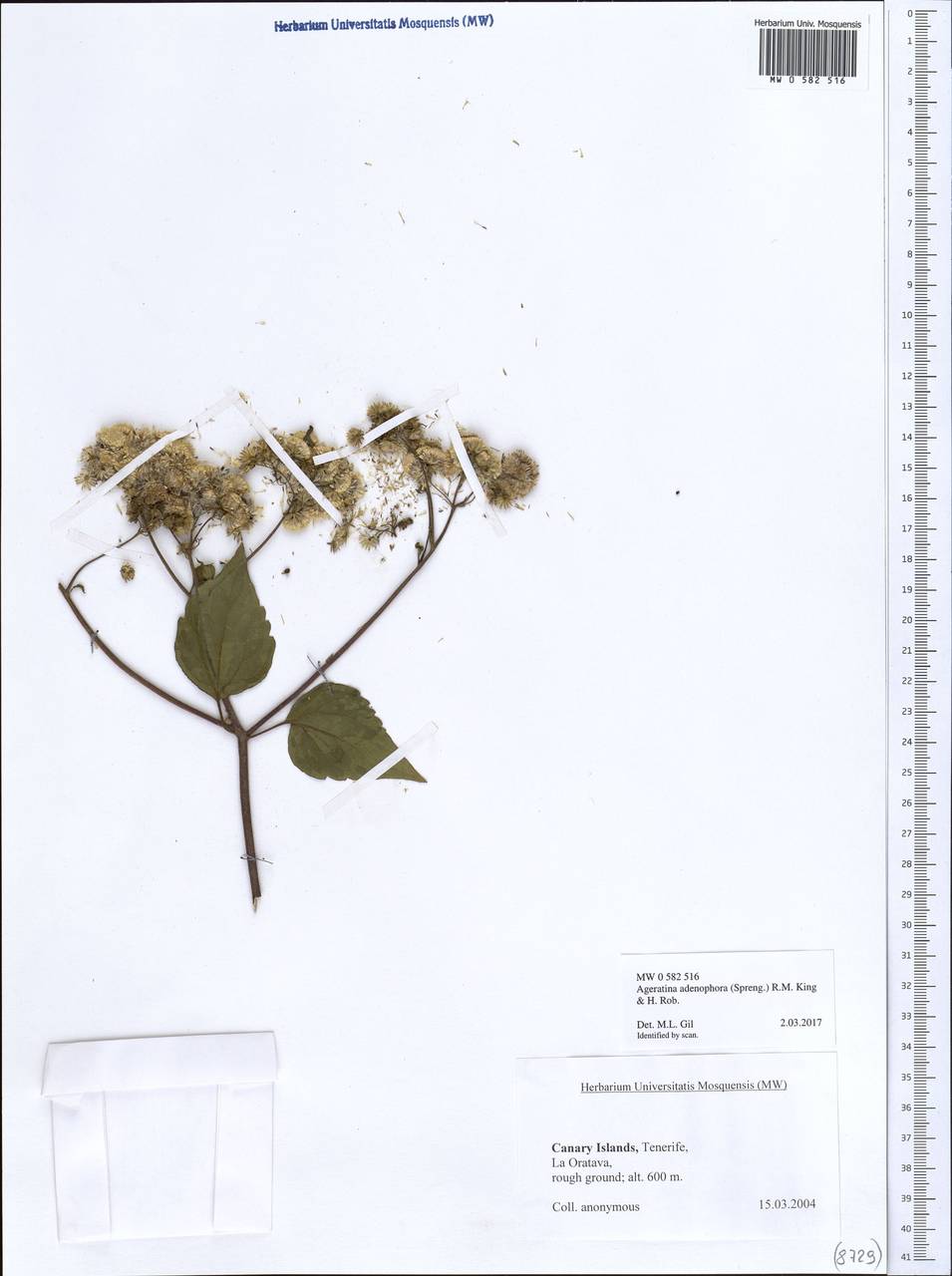 Ageratina adenophora (Spreng.) R. King & H. Rob., Africa (AFR) (Spain)