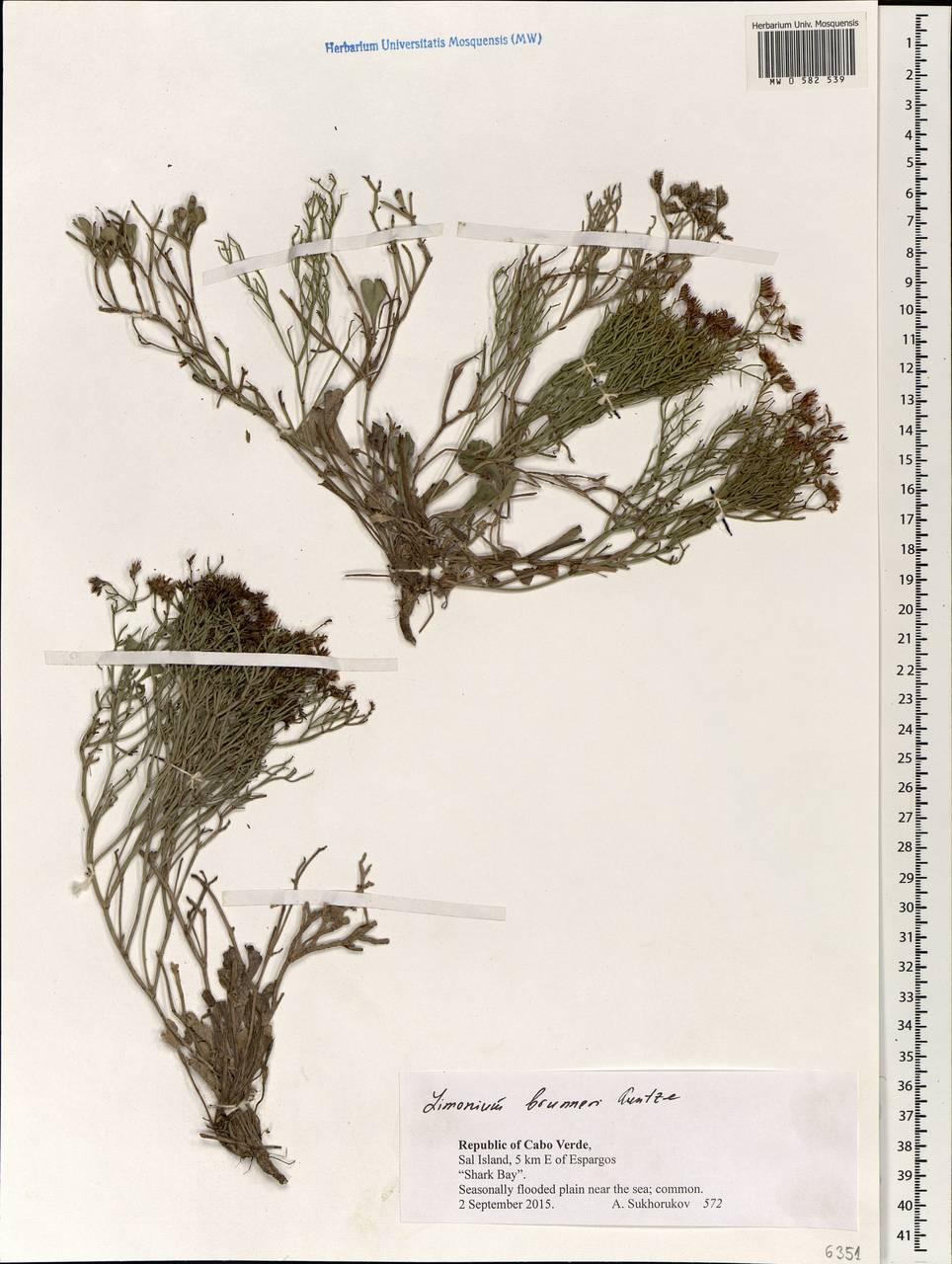 Limonium brunneri (Webb ex Boiss.) Kuntze, Africa (AFR) (Cape Verde)