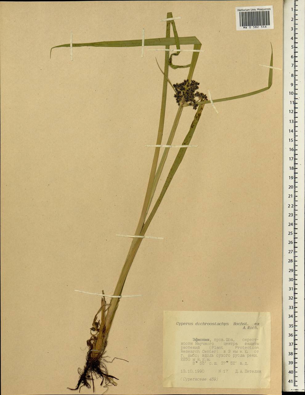 Cyperus dichrostachyus Hochst. ex A.Rich., Africa (AFR) (Ethiopia)
