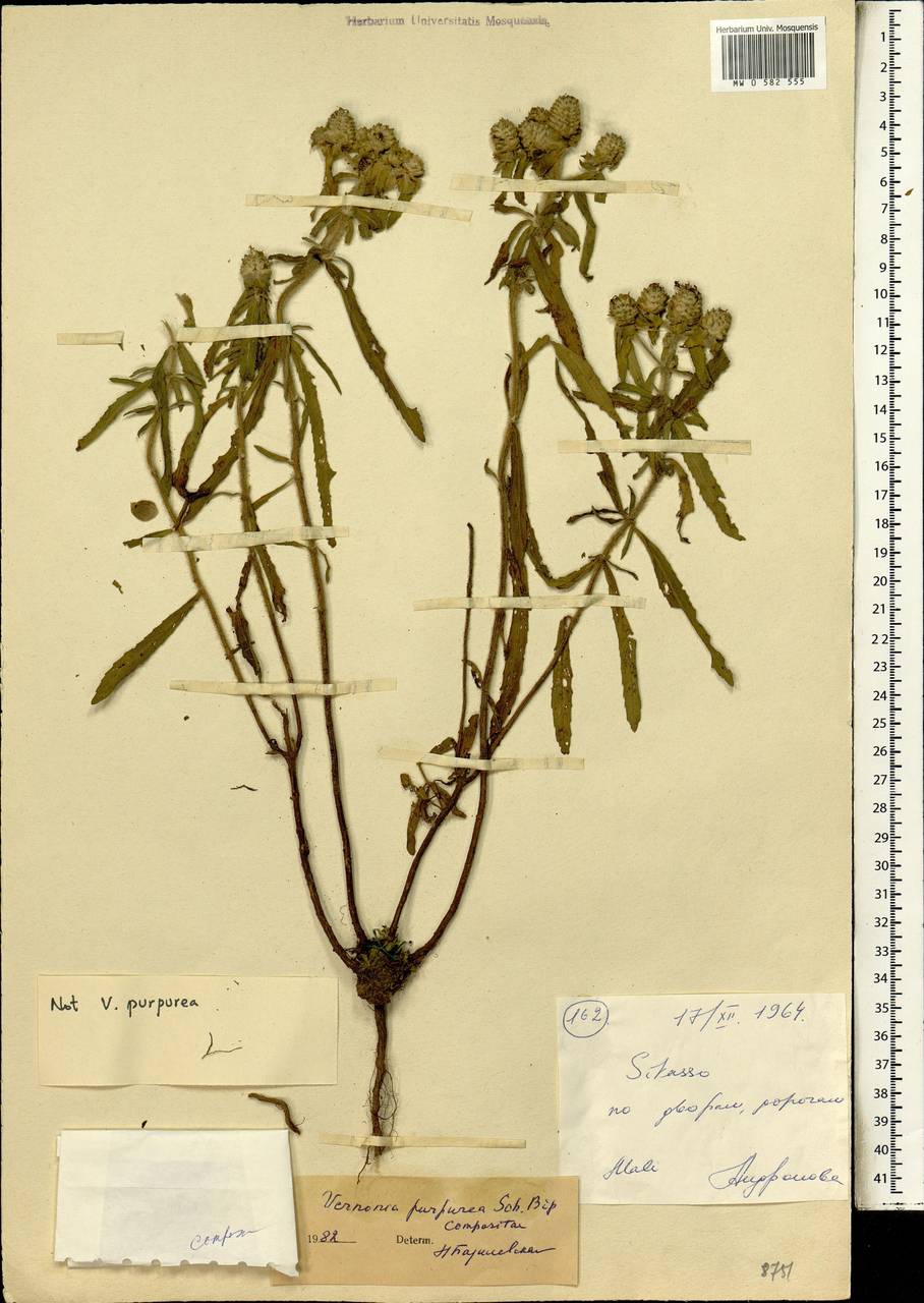 Nothovernonia purpurea (Sch.Bip. ex Walp.) H.Rob. & V.A.Funk, Africa (AFR) (Mali)